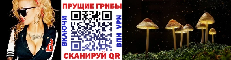 где купить наркотик  Алзамай  Галлюциногенные грибы GOLDEN TEACHER 